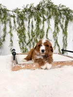 Kristoff, a male Goldendoodle for sale in Mobile, AL – Photo 2 of 4