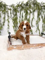 Kristoff, a male Goldendoodle for sale in Mobile, AL – Photo 3 of 4