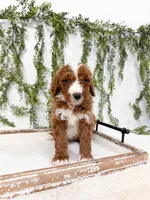 Kristoff, a male Goldendoodle for sale in Mobile, AL – Photo 1 of 4