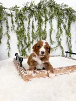 Kristoff, a male Goldendoodle for sale in Mobile, AL – Photo 4 of 4