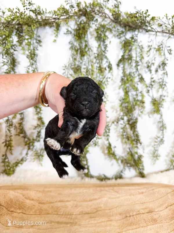 Pepper – Poodle - Miniature , Miniature Goldendoodle puppy for sale in Mobile, AL