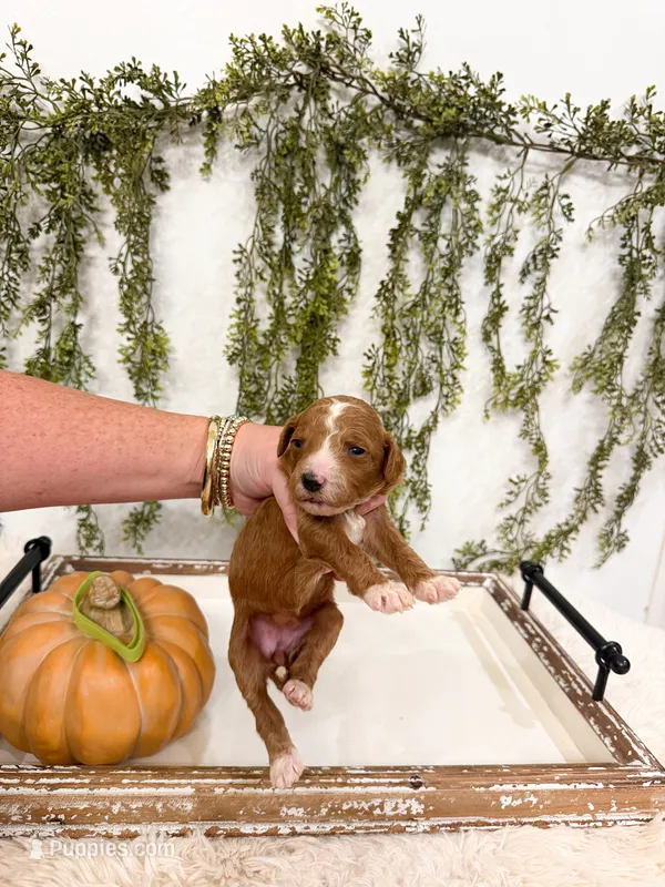 Maple – Goldendoodle puppy for sale in Mobile, AL
