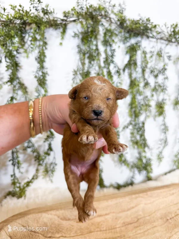 Goldie – Poodle - Miniature , Miniature Goldendoodle puppy for sale in Mobile, AL