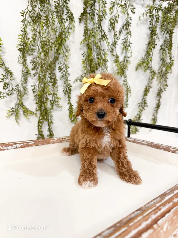 Honey – Cavapoo puppy for sale in Mobile, AL
