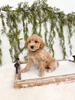 processed/93da1259-b00a-4975-bb97-5ab4f29b4aa3/listing/74794124-cc06-4b76-8098-3cdbfe0aeb0f/c4fb69ec-c669-4f7c-addb-6a221ebb30de