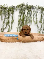 Elderberry, a male Poodle - Miniature  and Miniature Goldendoodle for sale in Mobile, AL – 3 of 5