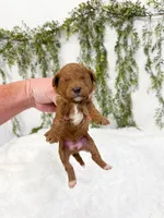 Huckleberry, a male Poodle - Miniature  and Miniature Goldendoodle for sale in Mobile, AL – 2 of 2