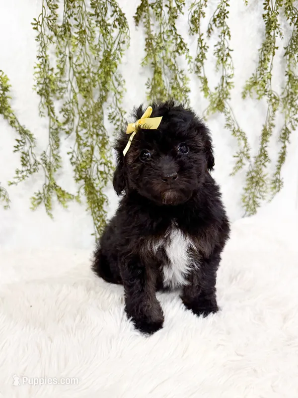 Olive – Poodle - Miniature , Miniature Goldendoodle puppy for sale in Mobile, AL