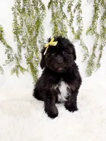 Olive, a female Poodle - Miniature  and Miniature Goldendoodle for sale in Mobile, AL – 1 of 5