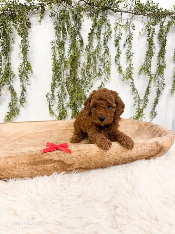 Blueberry  – Poodle - Miniature , Miniature Goldendoodle puppy for sale in Mobile, AL