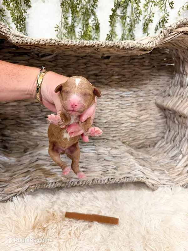 Cedar – Goldendoodle puppy for sale in Mobile, AL