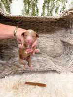 Cedar, a male Goldendoodle for sale in Mobile, AL – 1 of 1