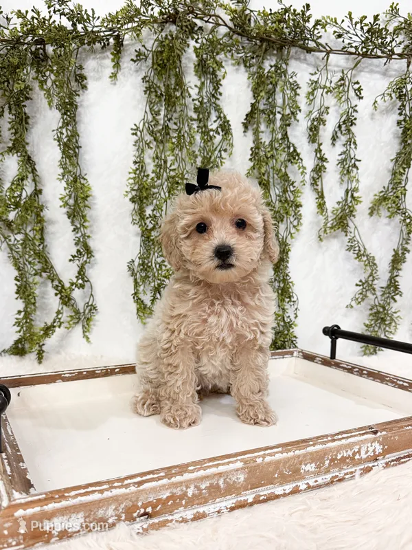 Clementine – Poodle - Miniature , Miniature Goldendoodle puppy for sale in Mobile, AL