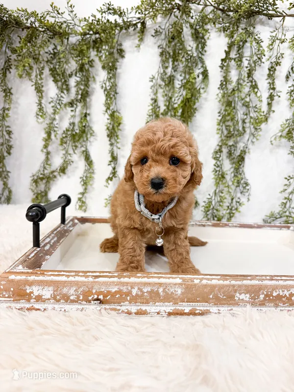 Biscuit – Poodle - Miniature  puppy for sale in Mobile, AL