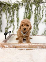 Biscuit, a male Poodle - Miniature  for sale in Mobile, AL – 2 of 5