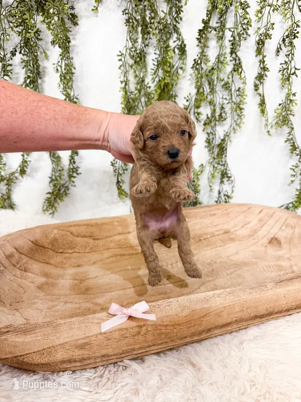 Toffee – Poodle - Miniature  puppy for sale in Mobile, AL