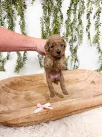 Toffee, a female Poodle - Miniature  for sale in Mobile, AL – 1 of 1