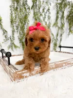 Micro Capri, a female Cavapoo and Poodle - Toy  for sale in Mobile, AL – 3 of 3