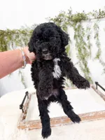 Olive, a female Poodle - Miniature  and Miniature Goldendoodle for sale in Mobile, AL – 4 of 5