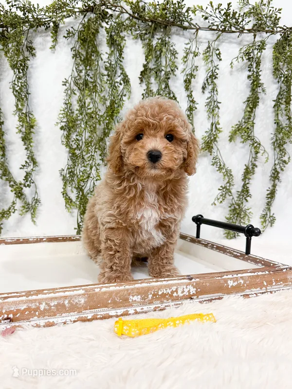 Mango – Poodle - Miniature , Miniature Goldendoodle puppy for sale in Mobile, AL