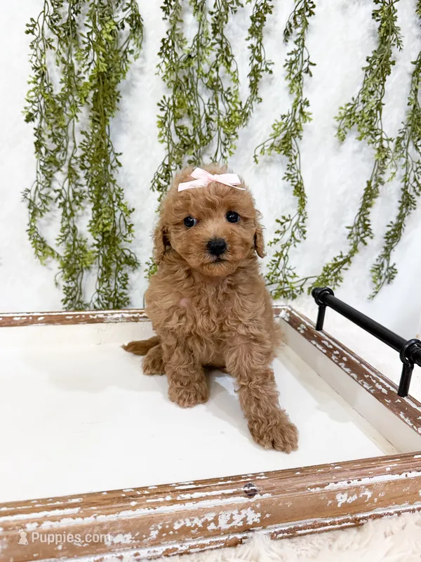 Toffee – Poodle - Miniature  puppy for sale in Mobile, AL