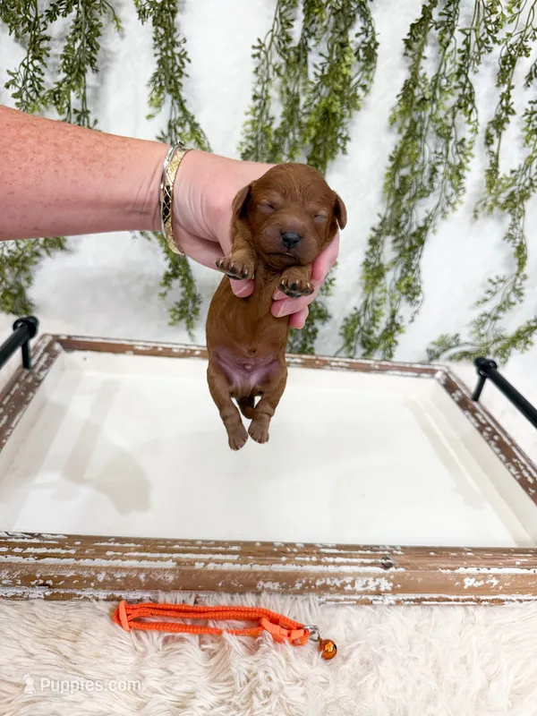 Grinch – Cavapoo puppy for sale in Mobile, AL