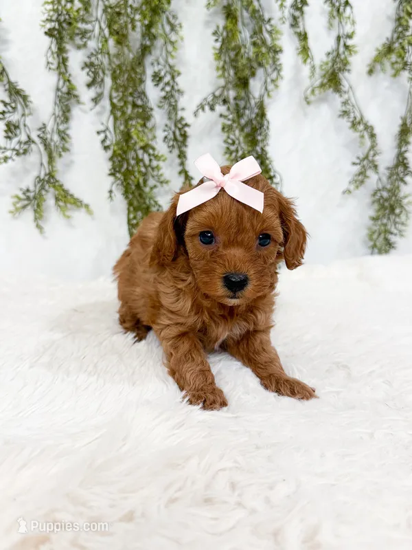 Micro Coral – Cavapoo, Poodle - Toy  puppy for sale in Mobile, AL