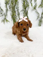 Micro Coral, a male Cavapoo and Poodle - Toy  for sale in Mobile, AL – 1 of 1