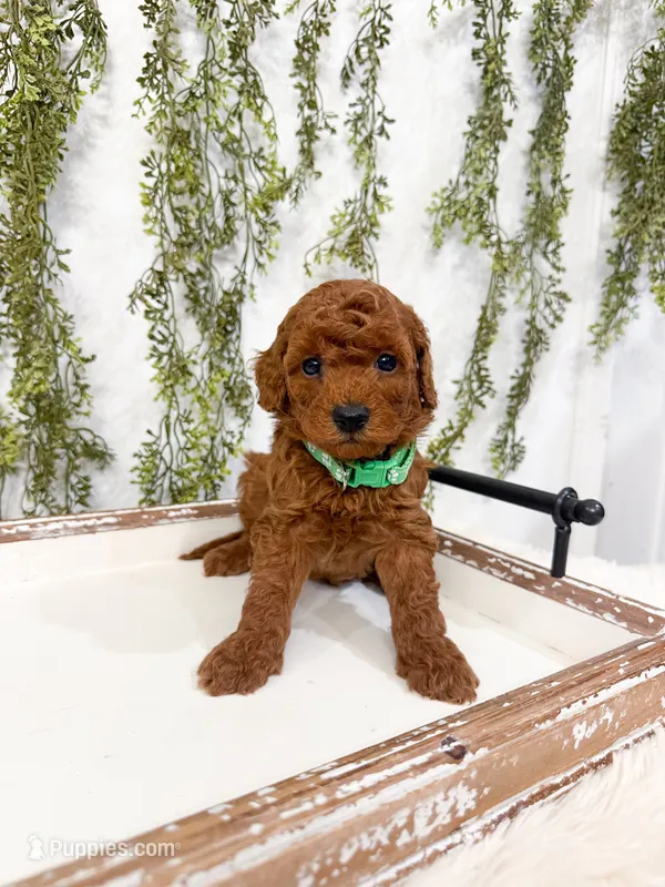 S’mores – Poodle - Miniature  puppy for sale in Mobile, AL
