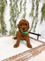 S’mores, a male Poodle - Miniature  for sale in Mobile, AL – 3 of 5
