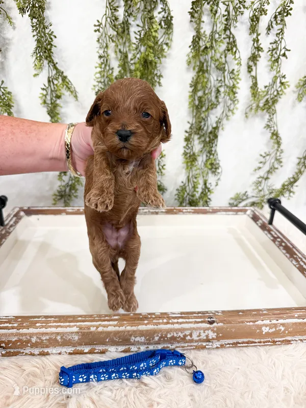 Boone – Cavapoo puppy for sale in Mobile, AL