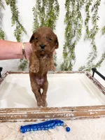 Boone, a male Cavapoo for sale in Mobile, AL – 1 of 1