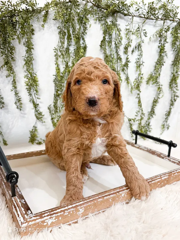 Comet – Goldendoodle puppy for sale in Mobile, AL