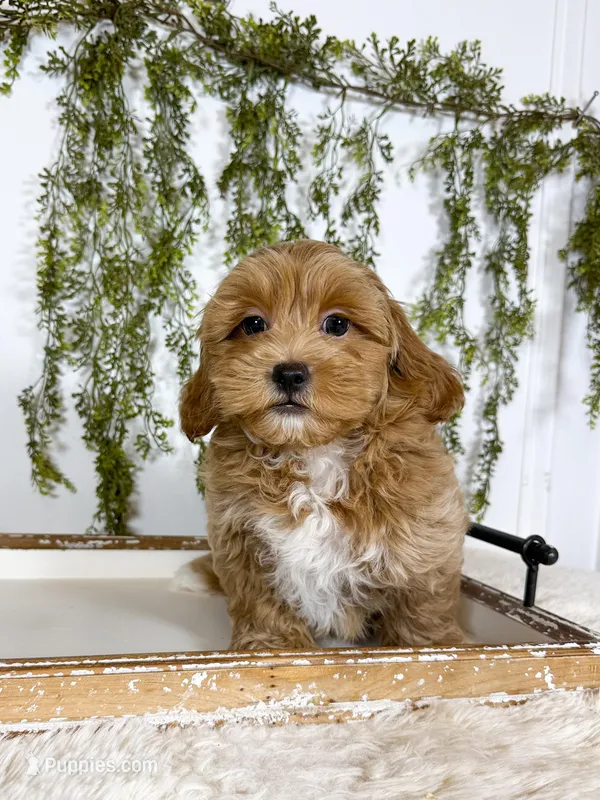 Gunner – Shihpoo, Poodle - Miniature  puppy for sale in Mobile, AL