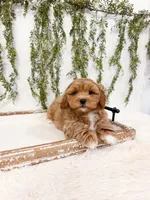 Gunner, a male Shihpoo and Poodle - Miniature  for sale in Mobile, AL – 5 of 9