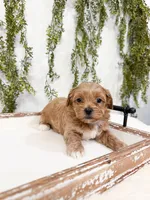 Gunner, a male Shihpoo and Poodle - Miniature  for sale in Mobile, AL – Photo 1 of 4