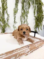 Gunner, a male Shihpoo and Poodle - Miniature  for sale in Mobile, AL – Photo 2 of 4