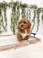 Gunner, a male Shihpoo and Poodle - Miniature  for sale in Mobile, AL – 3 of 9