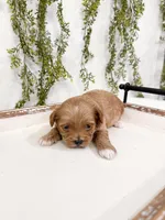 Gunner, a male Shihpoo for sale in Mobile, AL – Photo 2 of 2