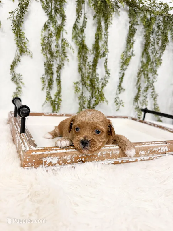 Gunner – Shihpoo puppy for sale in Mobile, AL