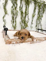 Gunner, a male Shihpoo for sale in Mobile, AL – Photo 1 of 2