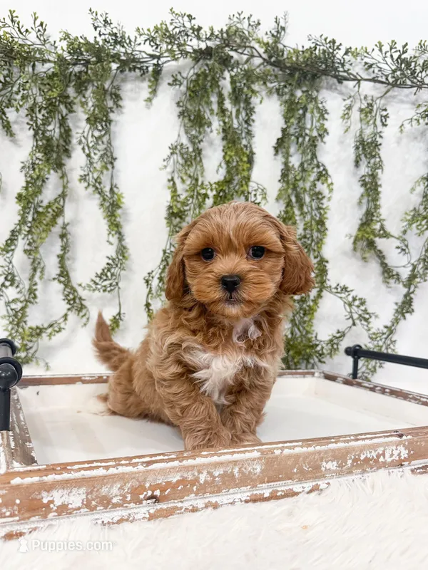 Gunner – Shihpoo, Poodle - Miniature  puppy for sale in Mobile, AL