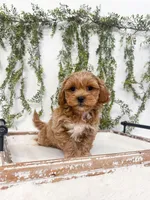 Gunner, a male Shihpoo and Poodle - Miniature  for sale in Mobile, AL – 4 of 9