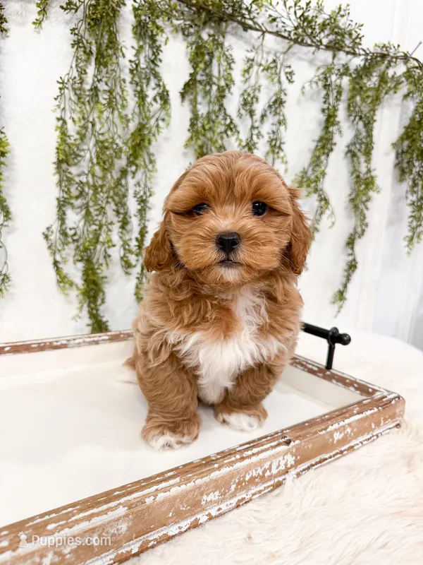 Gunner – Shihpoo, Poodle - Miniature  puppy for sale in Mobile, AL