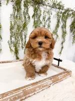 Gunner, a male Shihpoo and Poodle - Miniature  for sale in Mobile, AL – 2 of 9