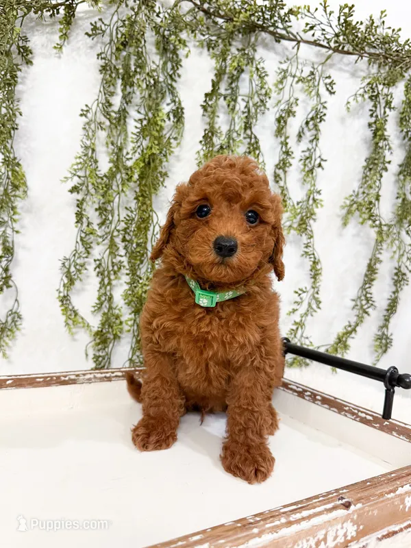 S’mores – Poodle - Miniature  puppy for sale in Mobile, AL
