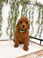 S’mores, a male Poodle - Miniature  for sale in Mobile, AL – 1 of 5