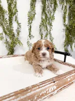 Drake, a male Shihpoo and Poodle - Miniature  for sale in Mobile, AL – Photo 2 of 5