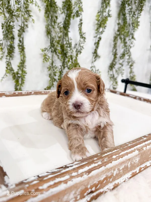 Drake – Shihpoo puppy for sale in Mobile, AL