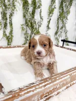 Drake, a male Shihpoo for sale in Mobile, AL – Photo 1 of 2